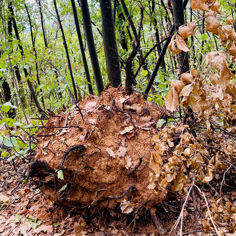 Aktivacija svih pet čula u prirodi smeštaj Fruška gora vikend za dvoje u prirodi