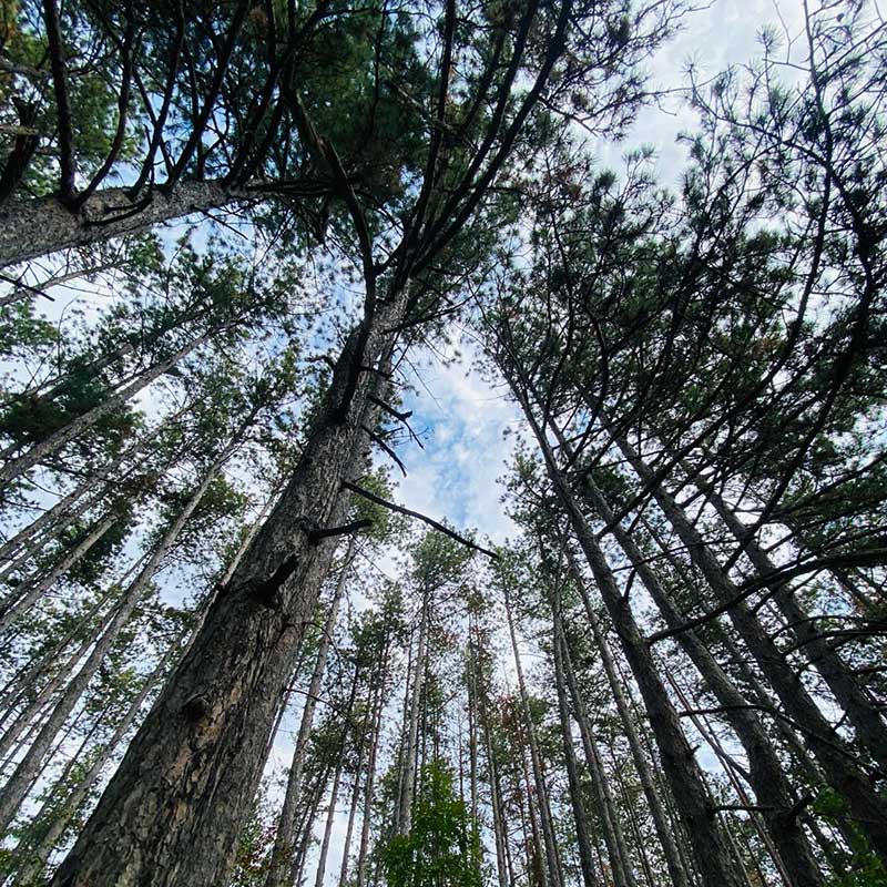 Nevidljivi šumski antidepresiv smeštaj Fruška gora vikend za dvoje u prirodi