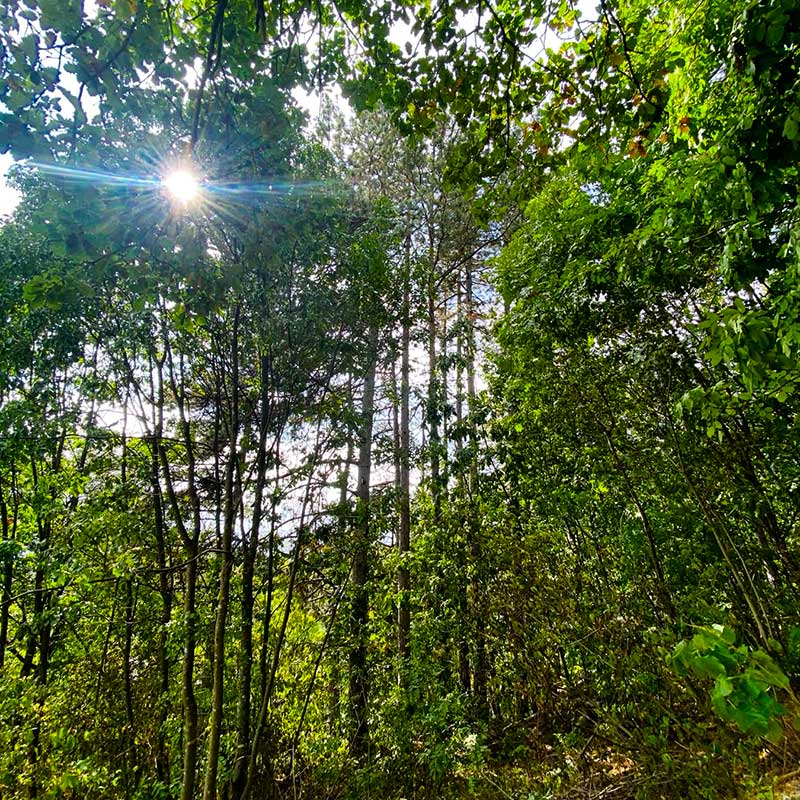 Fraktalna geometrija i alfa talasi mozga smeštaj Fruška gora vikend za dvoje u prirodi