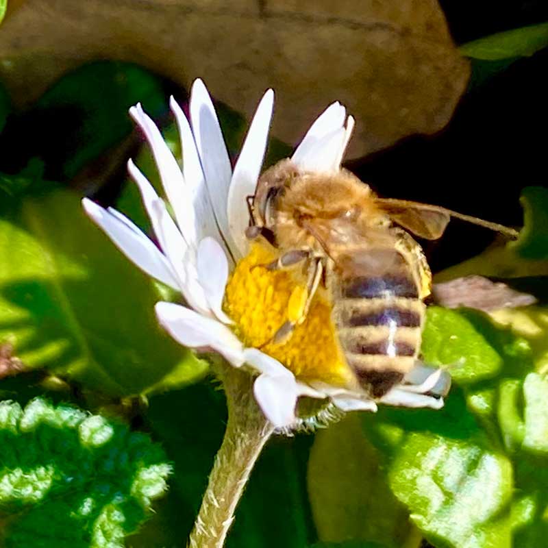 Regulacija cirkadijalnog ritma i melatonina smeštaj Fruška gora vikend za dvoje u prirodi