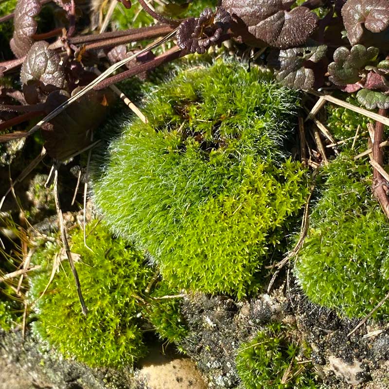 Dugoročni zdravstveni efekti boravka u prirodi smeštaj Fruška gora vikend za dvoje u prirodi