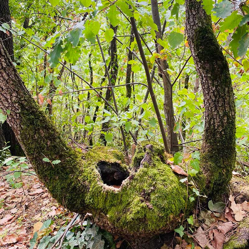 Hormonski anti-aging efekat smeštaj Fruška gora vikend za dvoje u prirodi